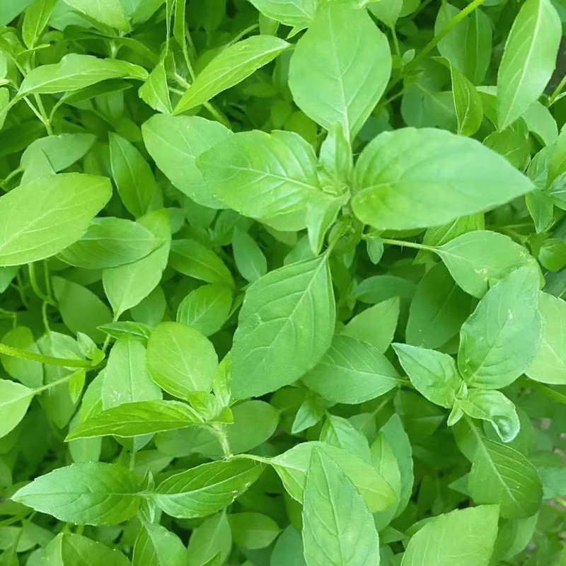 大叶荆芥种子河南荆芥小青菜盆栽籽种耐热荆芥春秋四季菜种籽