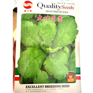大叶茼蒿种子香味浓叶片大而肥厚茎短耐热抗寒