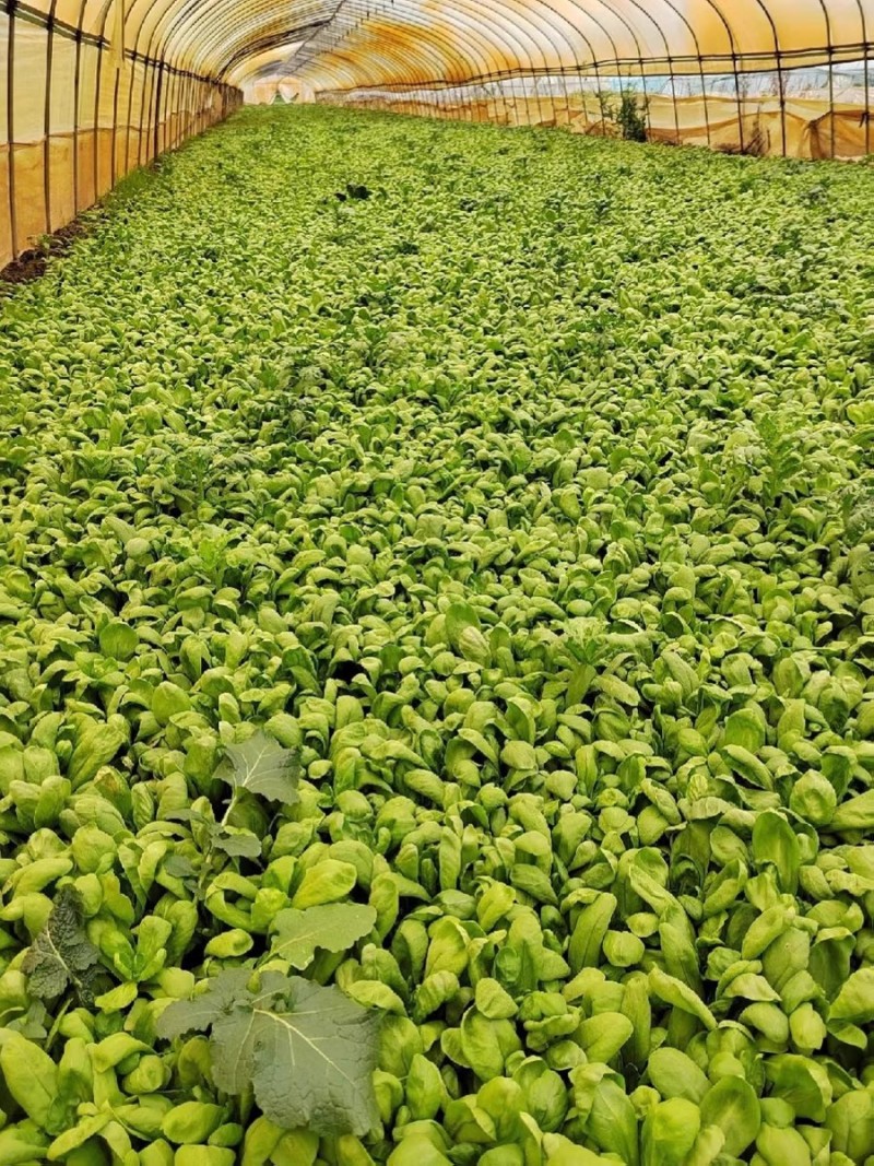 大叶茼蒿种子香味浓叶片大而肥厚茎短耐热抗寒