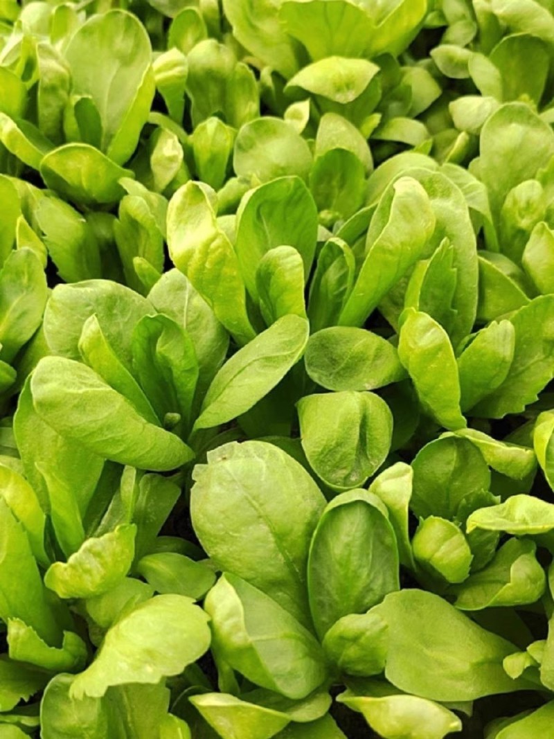 大叶茼蒿种子香味浓叶片大而肥厚茎短耐热抗寒
