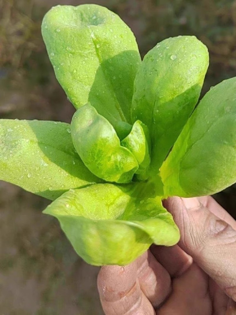 大叶茼蒿种子香味浓叶片大而肥厚茎短耐热抗寒