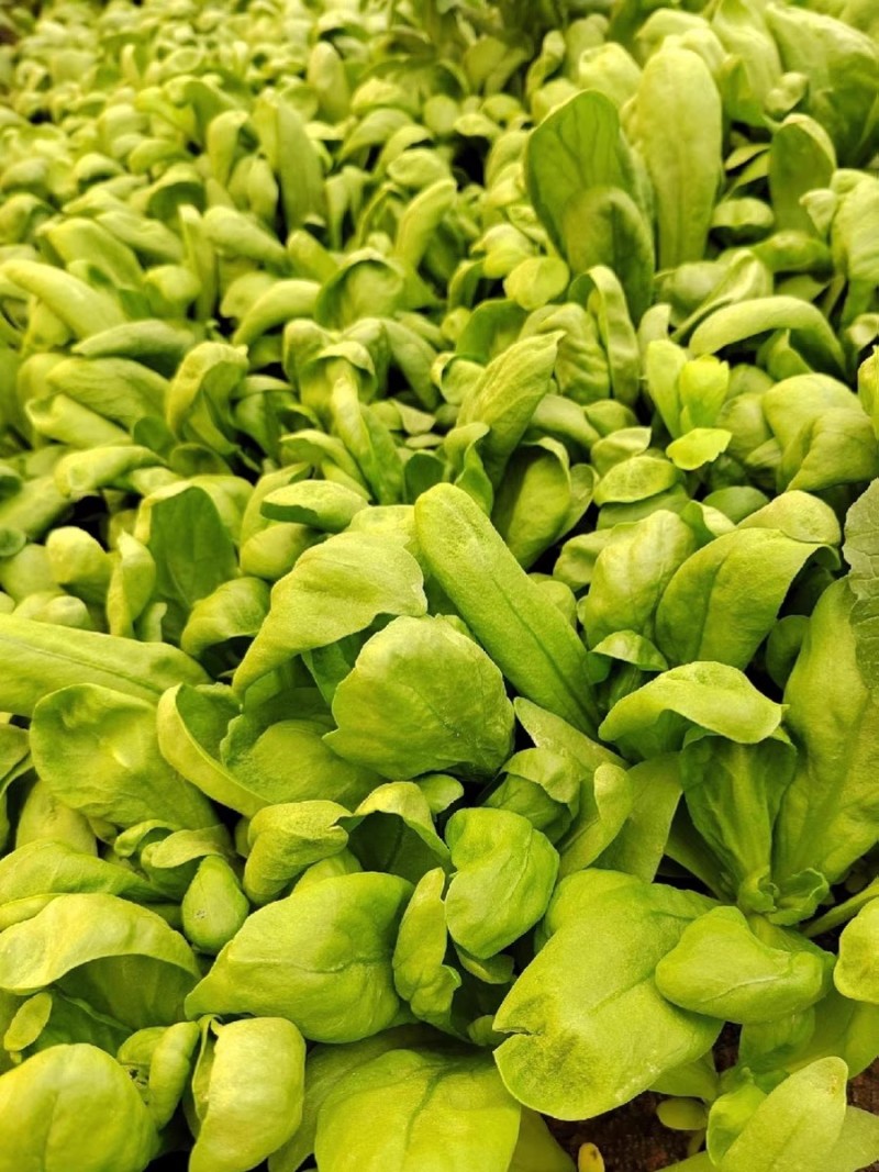大叶茼蒿种子香味浓叶片大而肥厚茎短耐热抗寒