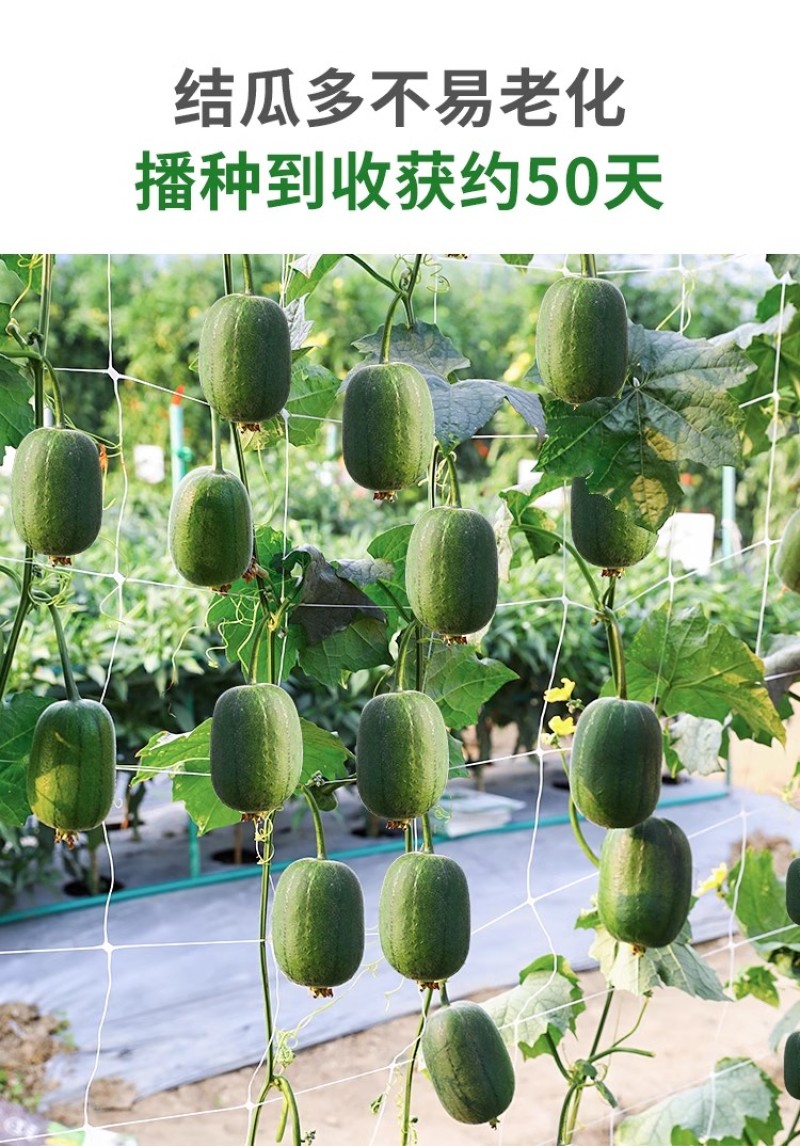 绿将军苹果丝瓜种子早生瓜短圆筒型口感香脆不易老化
