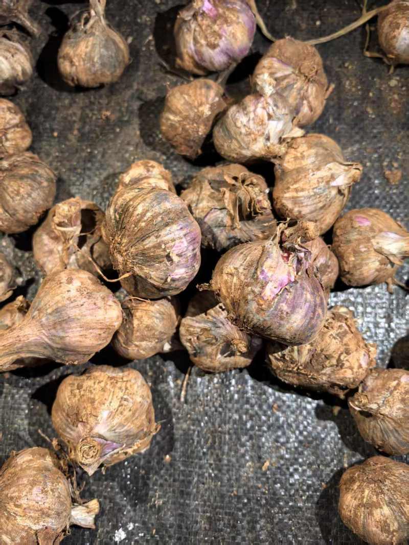 云南紫皮蒜新蒜上市供应电商市场商超基地直发