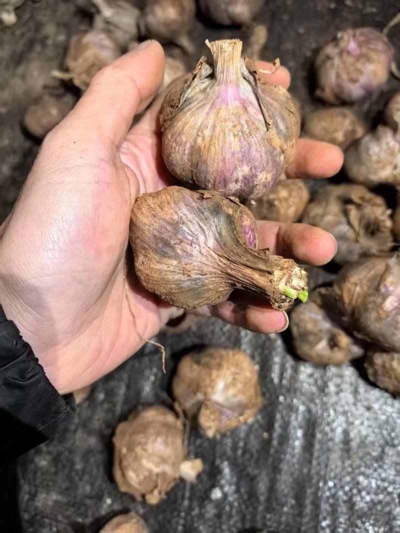云南紫皮蒜新蒜上市供应电商市场商超基地直发