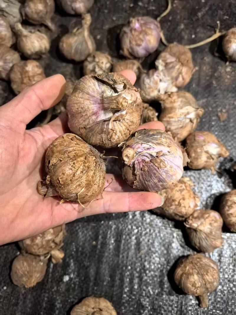云南紫皮蒜新蒜上市供应电商市场商超基地直发