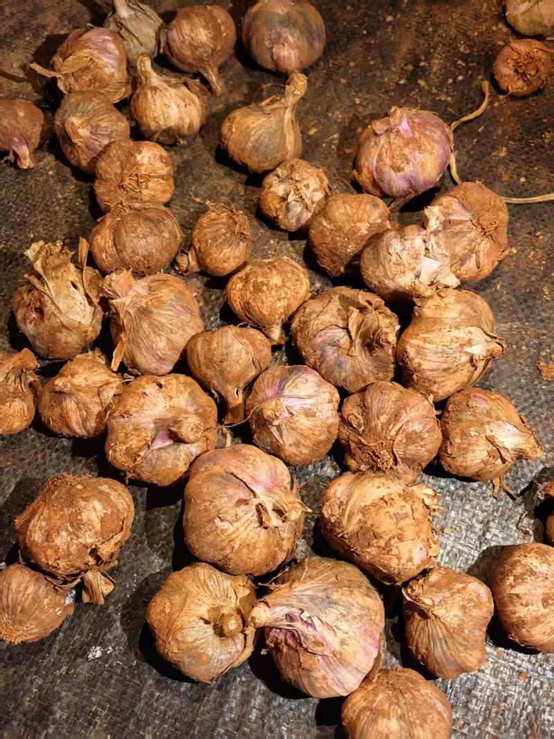 云南紫皮蒜新蒜上市供应电商市场商超基地直发