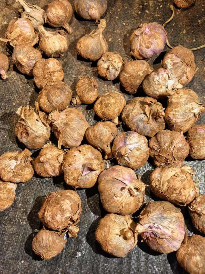 云南紫皮蒜新蒜上市供应电商市场商超基地直发