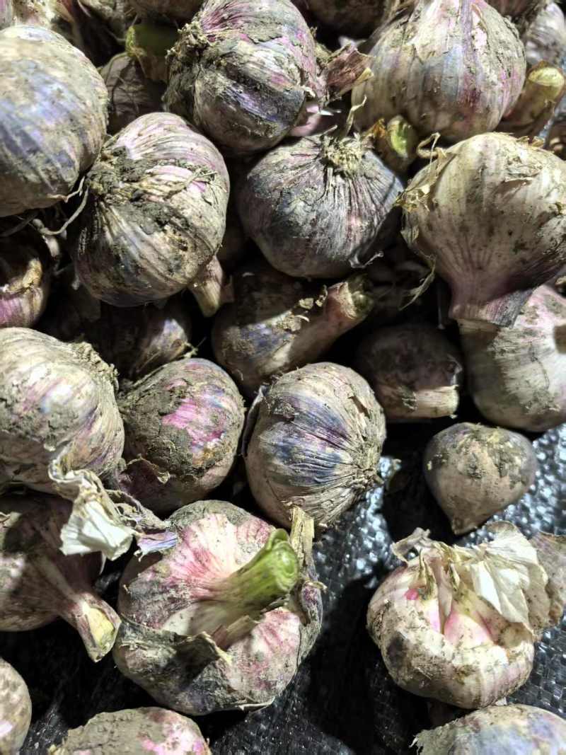 云南紫皮蒜新蒜上市供应电商市场商超基地直发