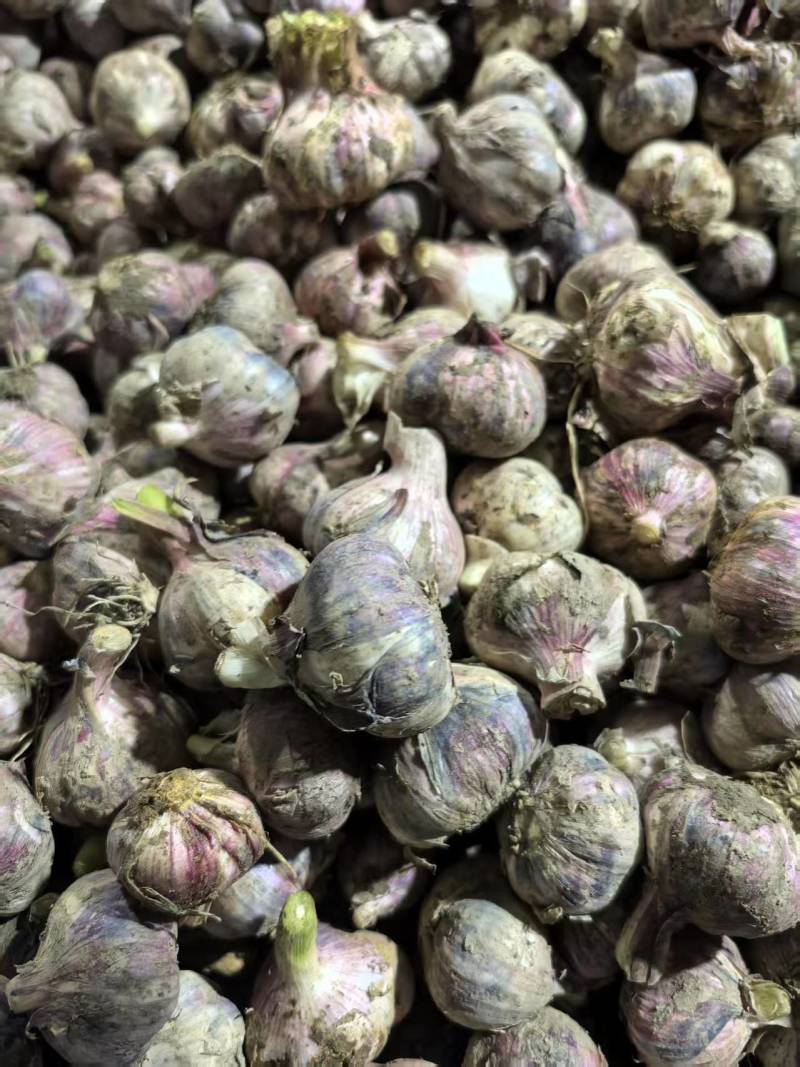 精品推荐紫皮蒜新蒜上市对接市场电商商超