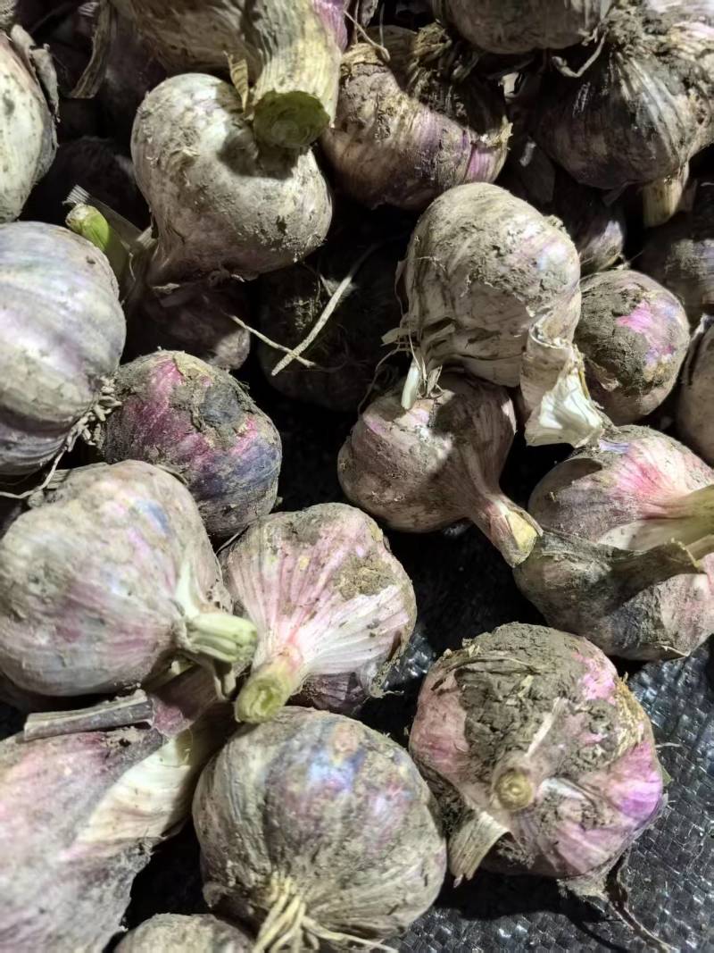 精品推荐紫皮蒜新蒜上市对接市场电商商超