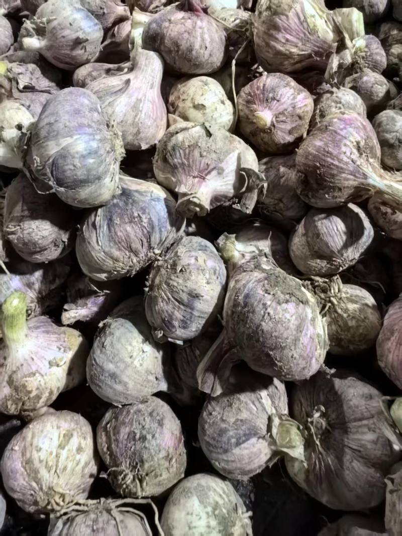 精品推荐紫皮蒜新蒜上市对接市场电商商超