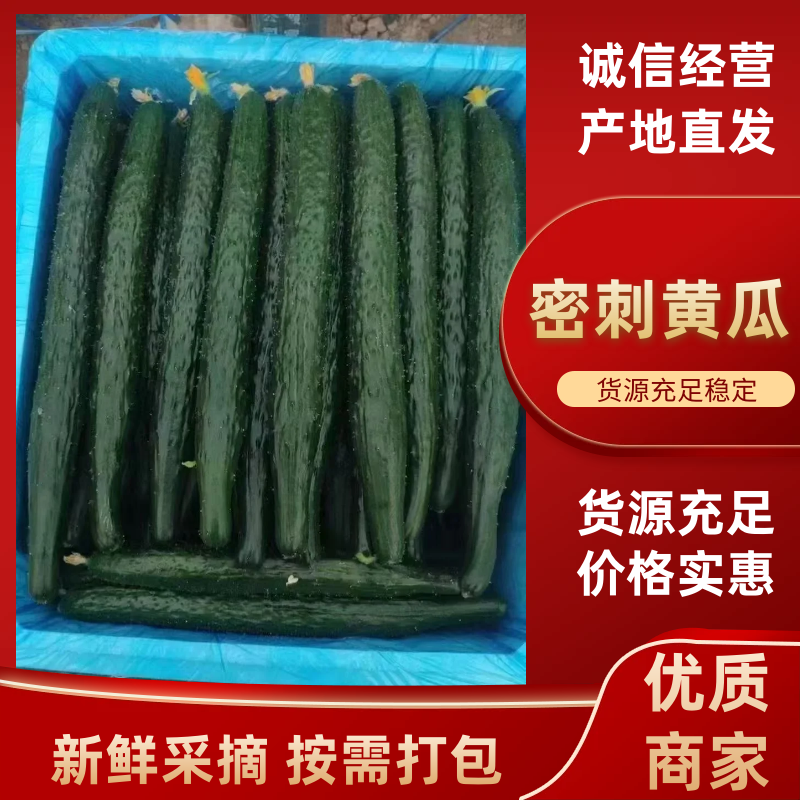密刺黄瓜量大质量优支持各种包装欢迎咨询以及订购