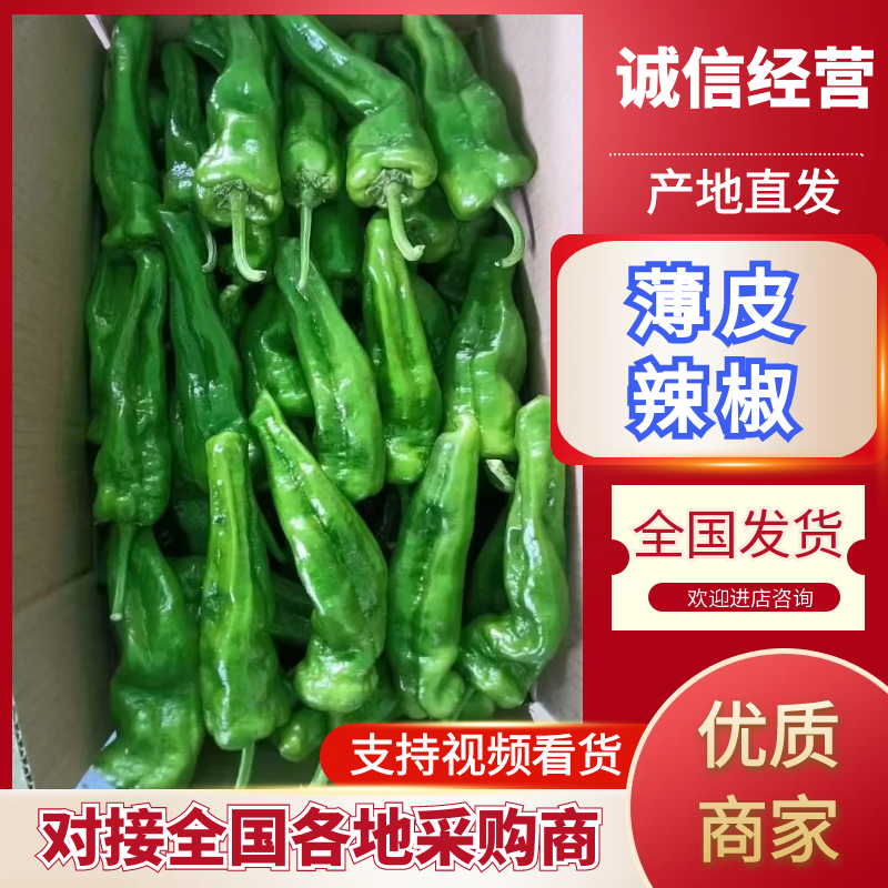 （精品辣椒）薄皮辣椒/河南鲜辣椒/专业代办/代收代发全国