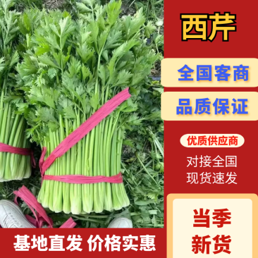 《精品推荐》河南西芹/精品芹菜/专业代办/全年有货