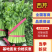 《精品推荐》河南西芹/精品芹菜/专业代办/全年有货