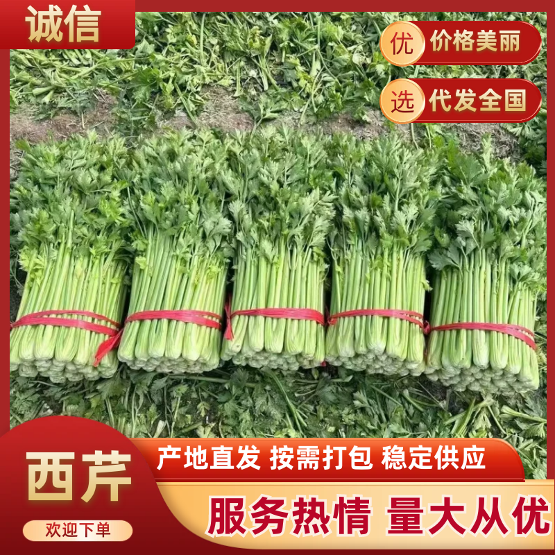 《精品芹菜》河南西芹/商丘芹菜/合作社种植/全年有货