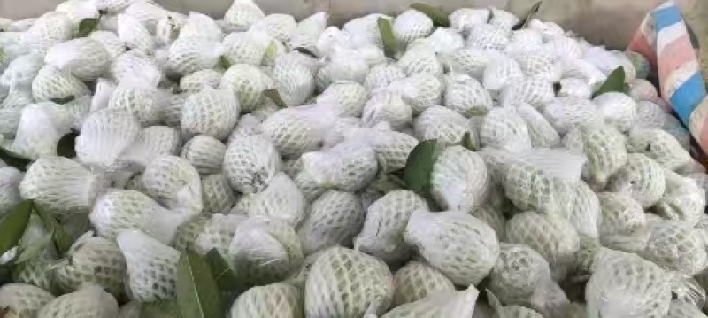精选红心芭乐番石榴品质好价格实惠欢迎电联