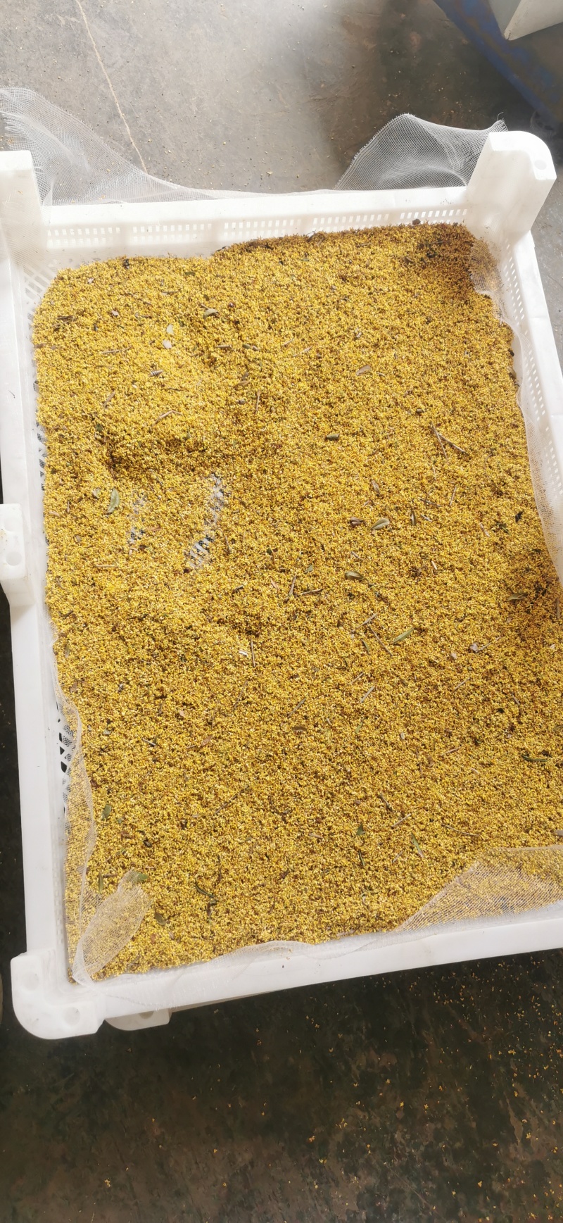 无硫桂花批发干桂花真空脱水无硫桂花大量有货
