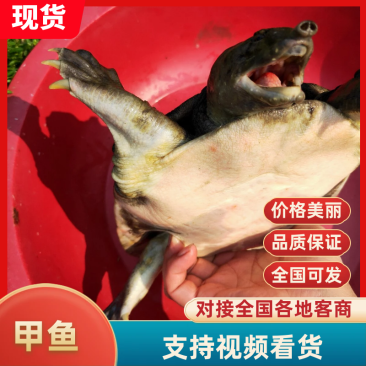 天然大河甲鱼，各种溪流甲鱼。每天都有专业人士抓