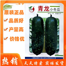 青龙小冬瓜种子早熟果实短圆柱形皮色深绿肉质嫩滑