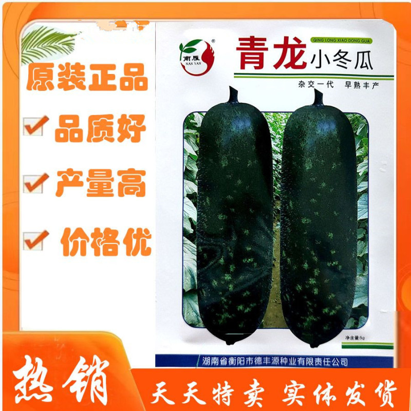 青龙小冬瓜种子早熟果实短圆柱形皮色深绿肉质嫩滑