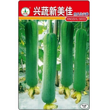 兴蔬新美佳丝瓜种子早熟耐贮运果实圆筒形
