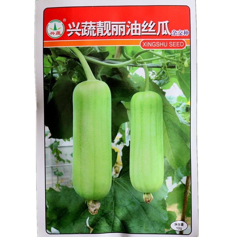 兴蔬靓丽油丝瓜种子果表油亮瓜条匀称白绿色肉质紧实