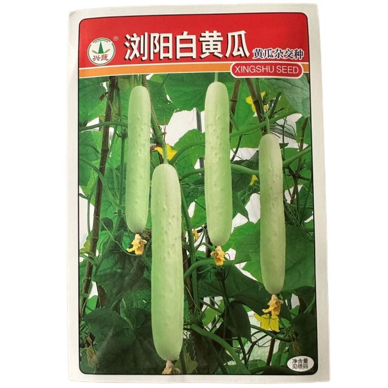 浏阳白黄瓜种子早熟抗病心腔较细果肉厚无瓜把