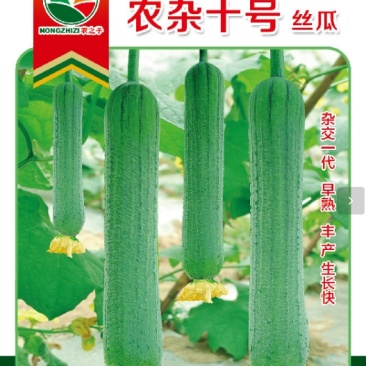 杂交青丝瓜农杂十号丝瓜肉丝瓜超高产早熟商品性好