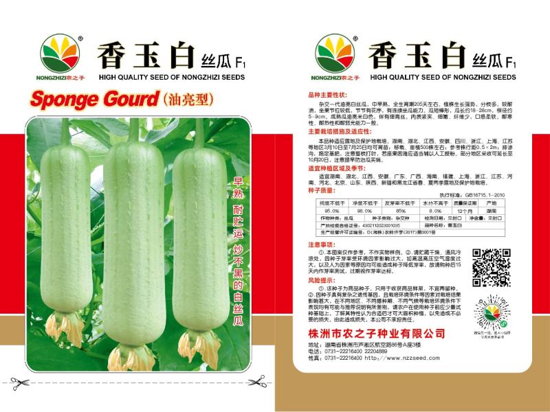 香玉白杂交一代油亮白丝瓜早中熟耐储运炒不黑