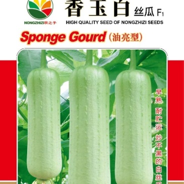 香玉白杂交一代油亮白丝瓜早中熟耐储运炒不黑