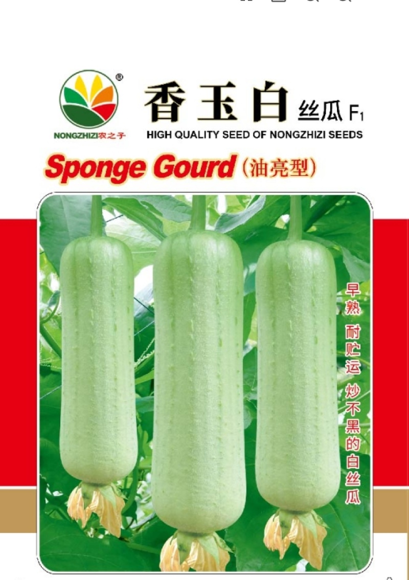 香玉白杂交一代油亮白丝瓜早中熟耐储运炒不黑