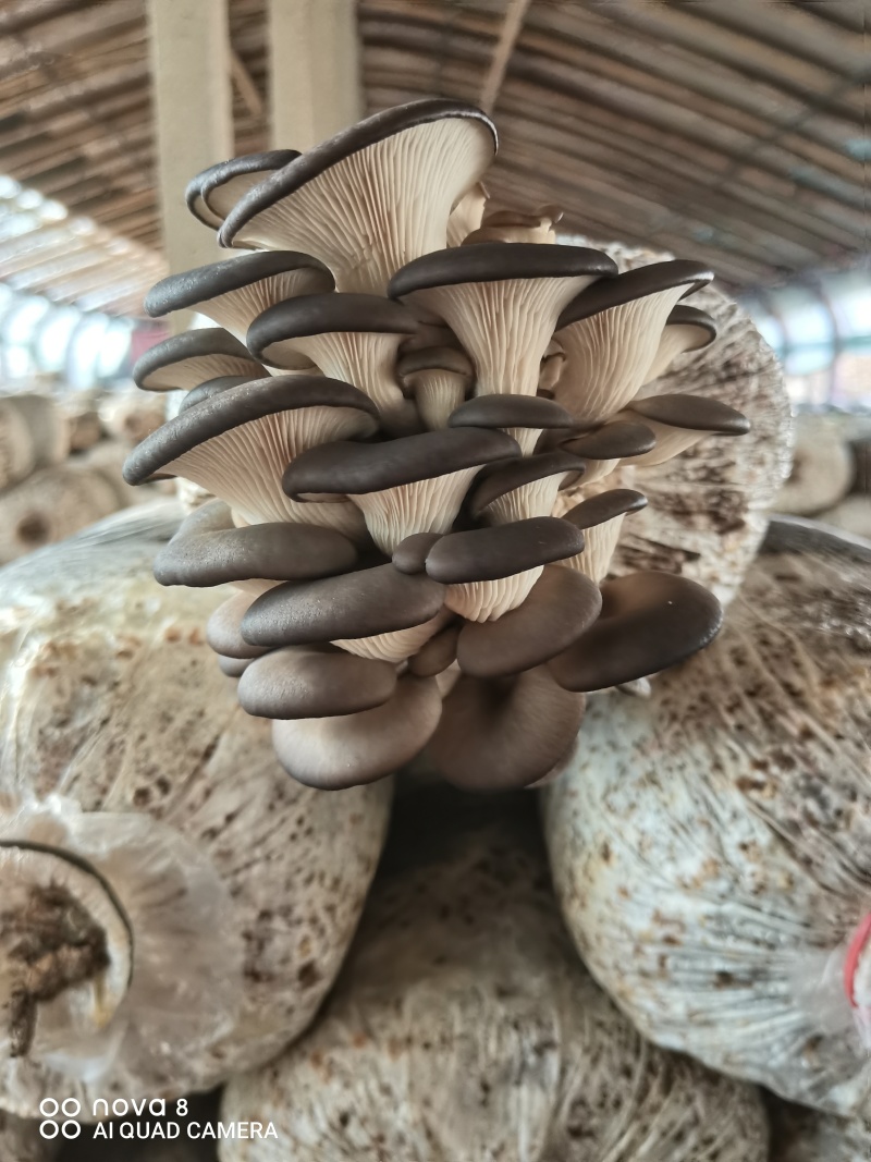 【实力推荐】精致平菇一手货源产地直发可视频看货
