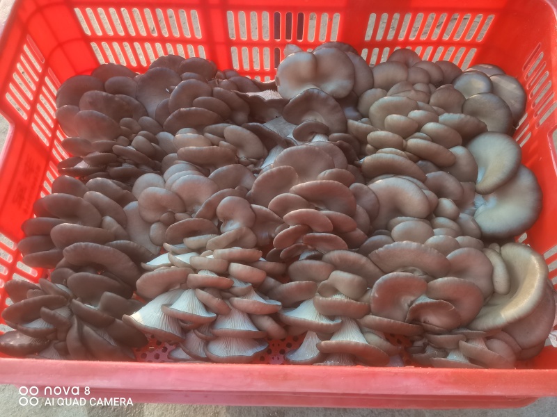 【实力推荐】精致平菇一手货源产地直发可视频看货