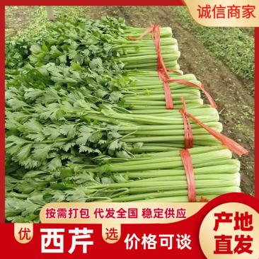 精品大棚芹菜质量漂亮杆子黄亮叶子干净需要联系我