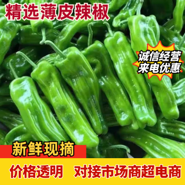 精品薄皮辣椒质量保证全天24小时接单需要联系我