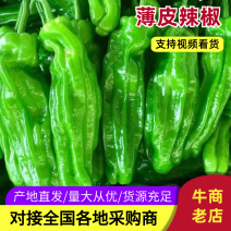 巨无霸薄皮苏椒质量保证支持各种包装！全国可发