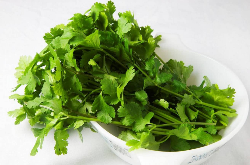 精品大叶香菜大量有货产地直发品质保证量大从优