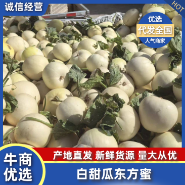 白甜瓜白沙蜜，大量上市，品质保证，对接全国客商