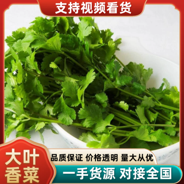 精品大叶香菜大量有货产地直发品质保证量大从优