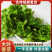 精品大叶香菜大量有货产地直发品质保证量大从优
