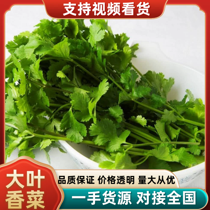 精品大叶香菜大量有货产地直发品质保证量大从优