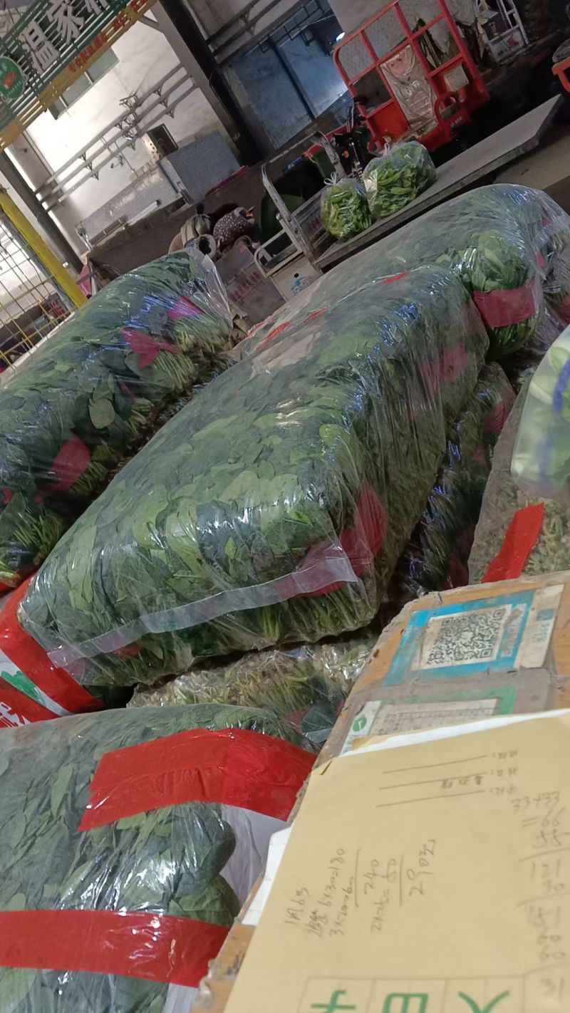 精品上海青，油麦菜，产地直发叶菜批发全国视频看货