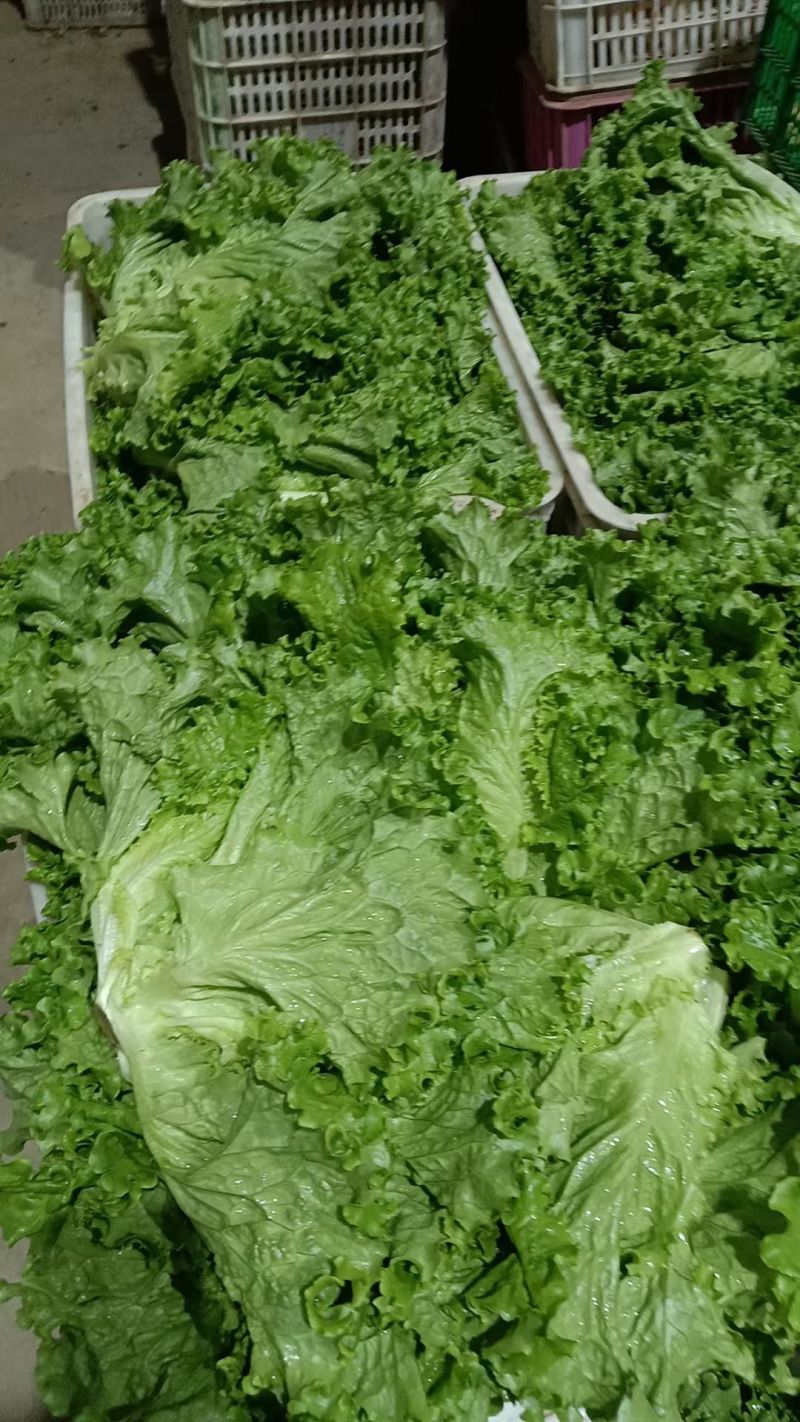 精品上海青，油麦菜，产地直发叶菜批发全国视频看货