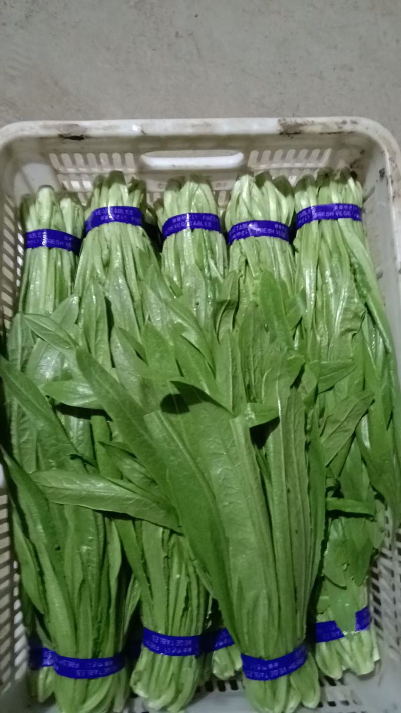 精品上海青，油麦菜，产地直发叶菜批发全国视频看货