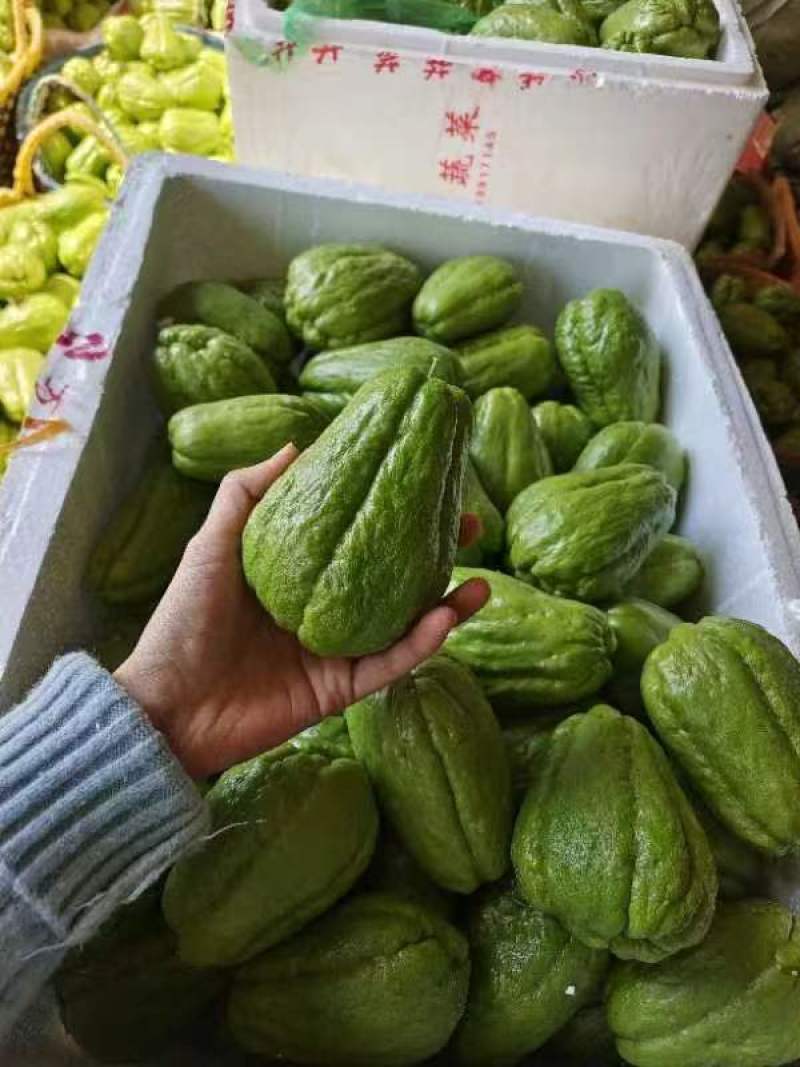【佛手瓜】广东徐闻基地直供质量保证货源充足对接商超