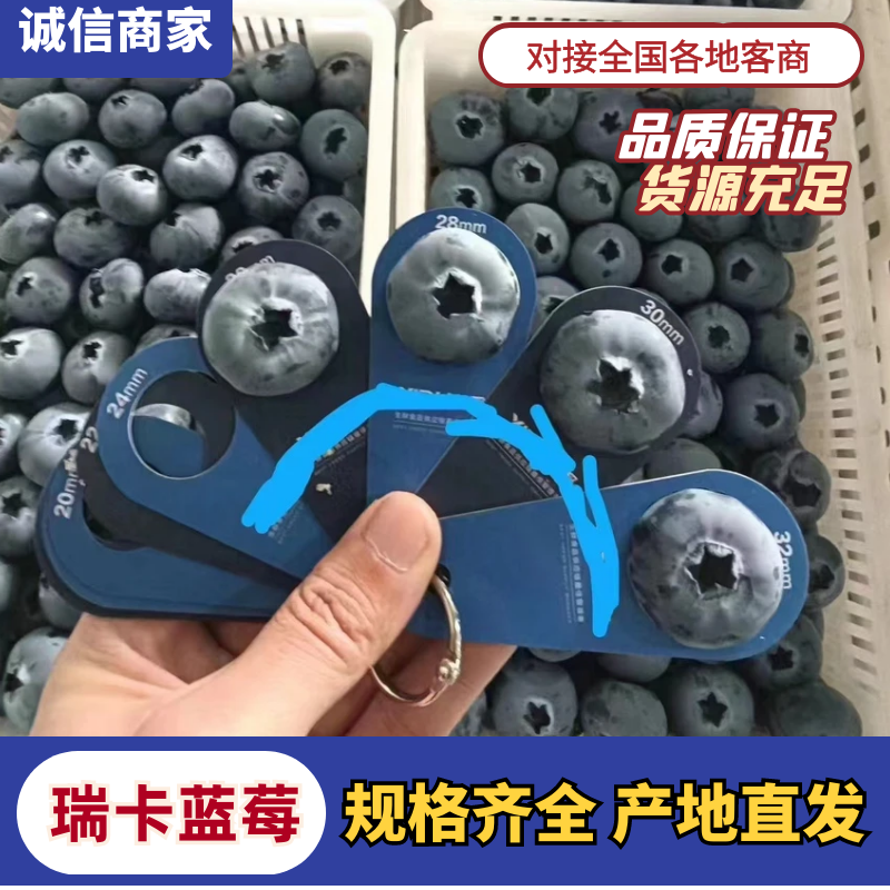 精品蓝莓H5蓝莓F6蓝莓品种全价格合理可供商超市场
