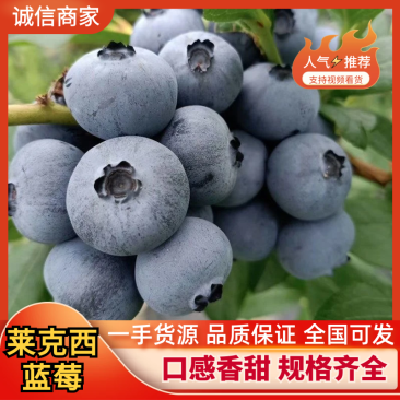 【莱克西蓝莓】山东蓝莓大量上市对接全国市场电商商超