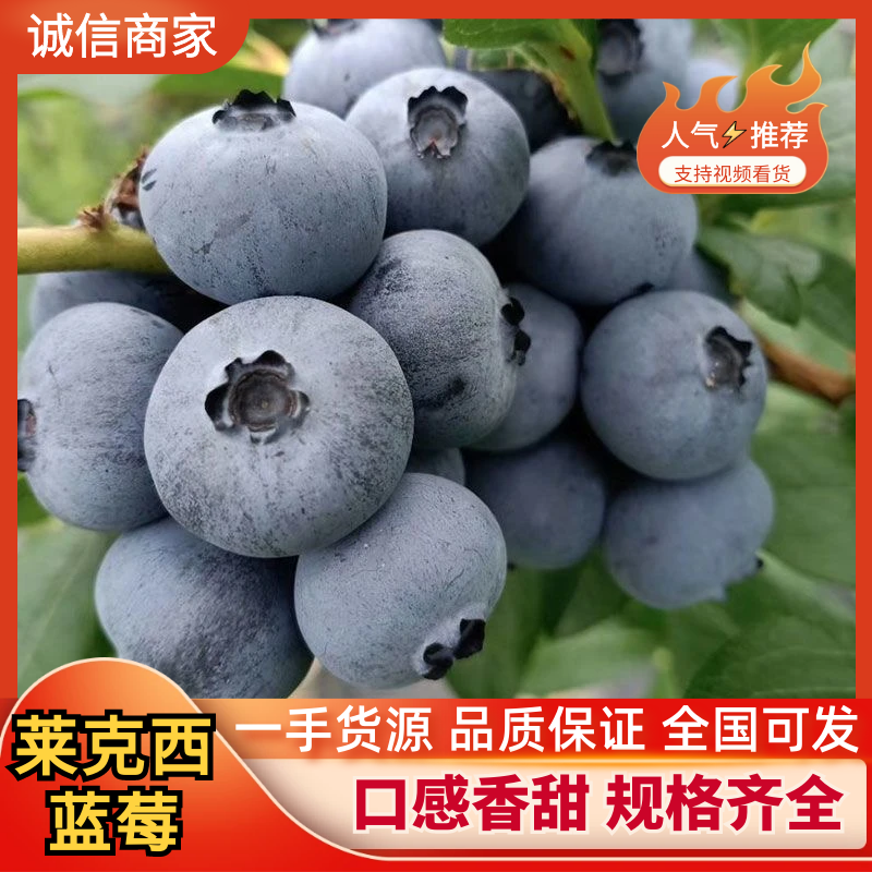 【莱克西蓝莓】山东蓝莓大量上市对接全国市场电商商超